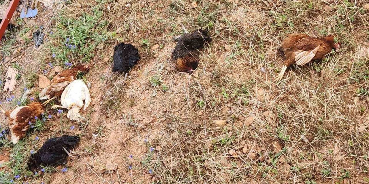 Gazipaşa’da Kümese Giren Sansar Tavukları Telef Etti