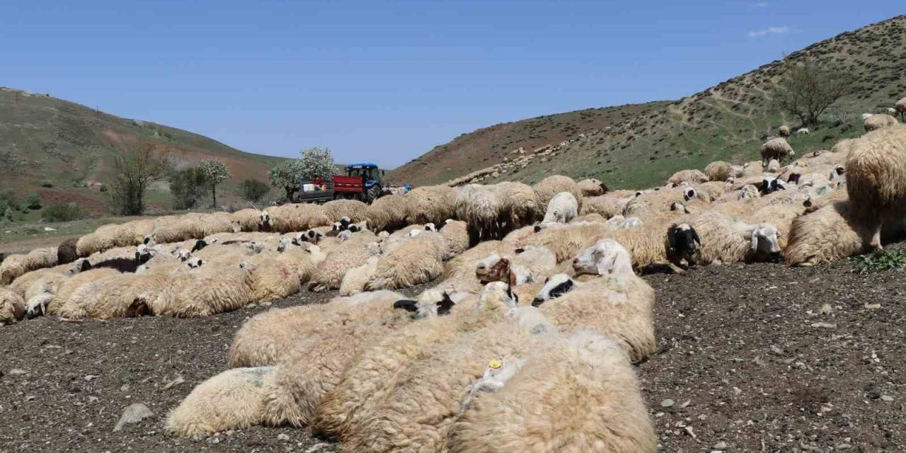 Hayvanların Sağlığı İçin Dağları Aşıyorlar