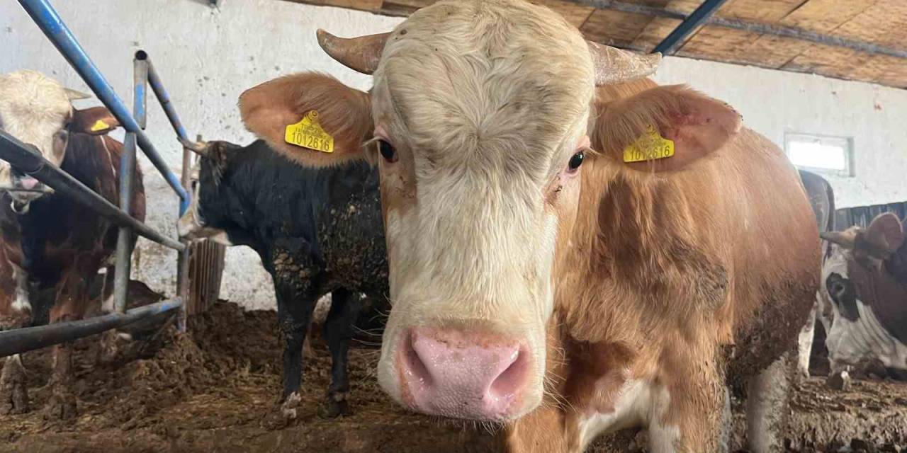 “Tarım Cebimde” İle Üç Adımda Kurbanlık Sorgulaması Yapılabiliyor