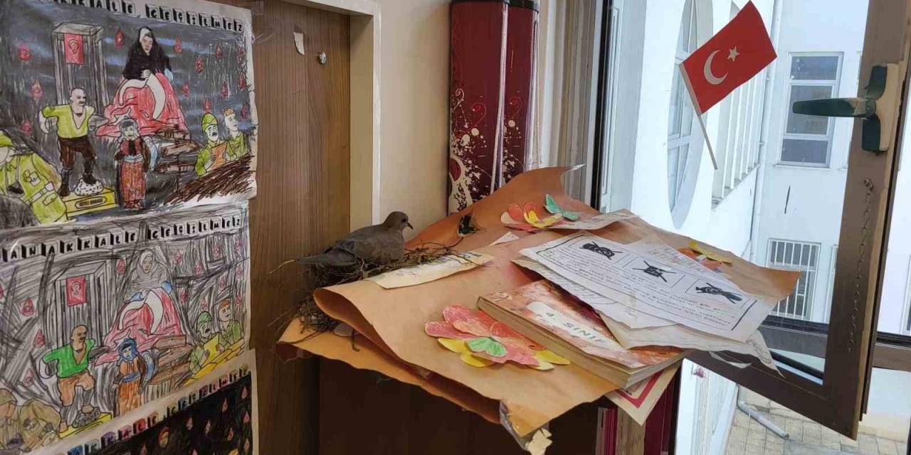 Sınıfın Davetsiz Misafiri Yusufçuk Kuşu, Yuvasını Kitaplığa Yaptı