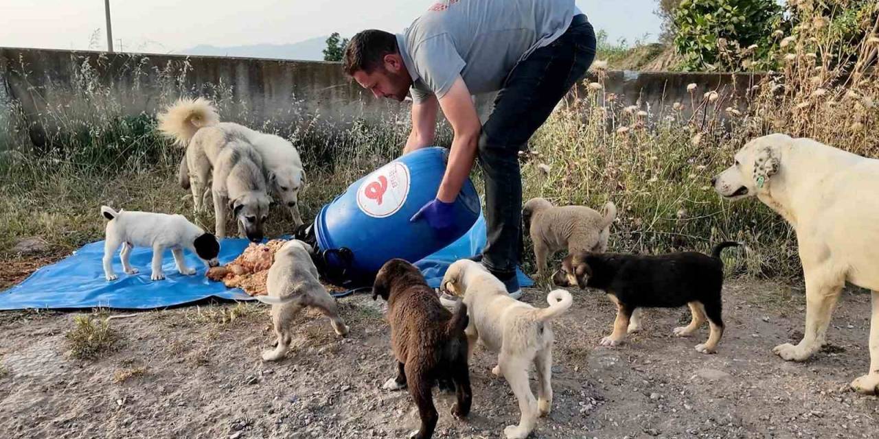 Efeler Belediyesi, Sokak Hayvanları İçin Çalışmalarını Sürdürüyor