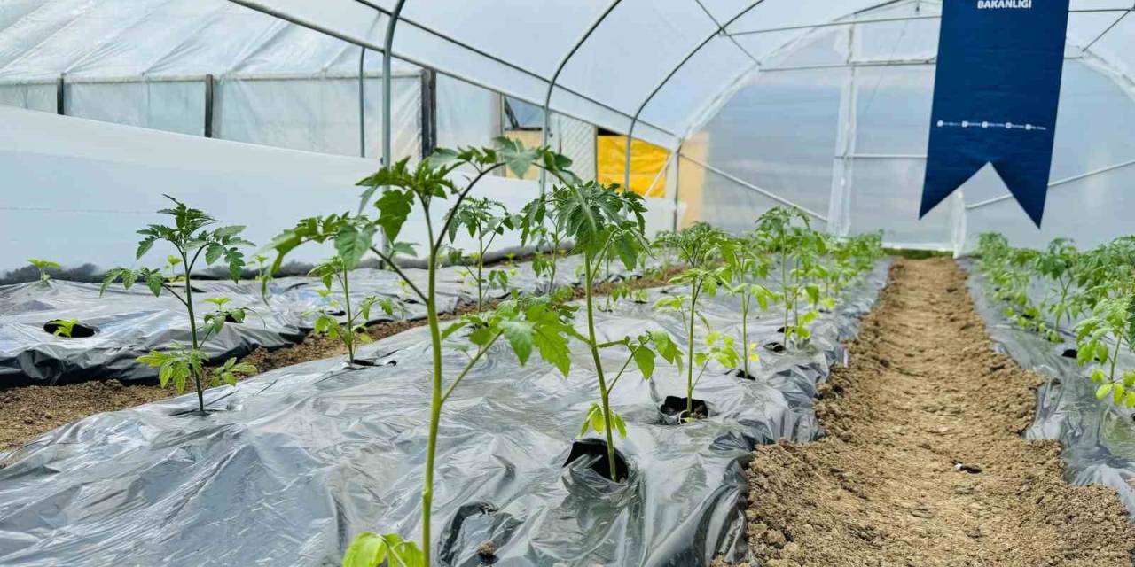 Tika’dan Bosna Hersek’te Kadın Çiftçilere Sera Desteği