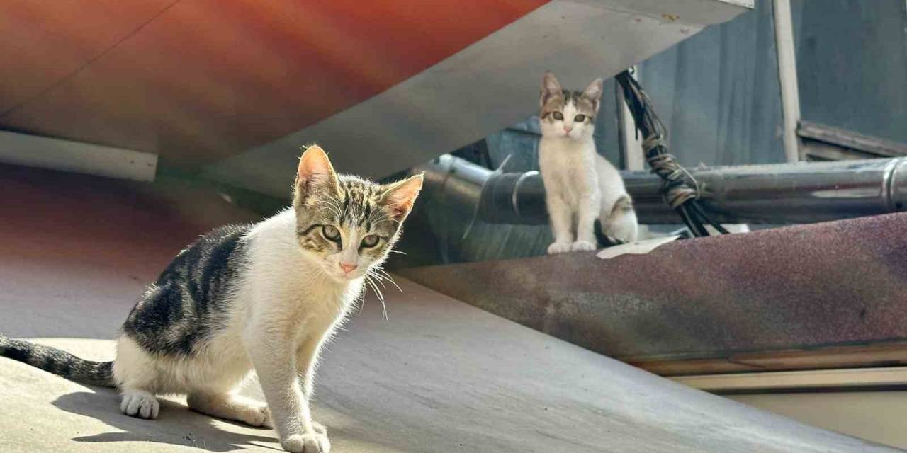 Kadıköy’de Pitbull Dehşeti: Mahalle Sakinleri Yetkililerden Yardım İstedi