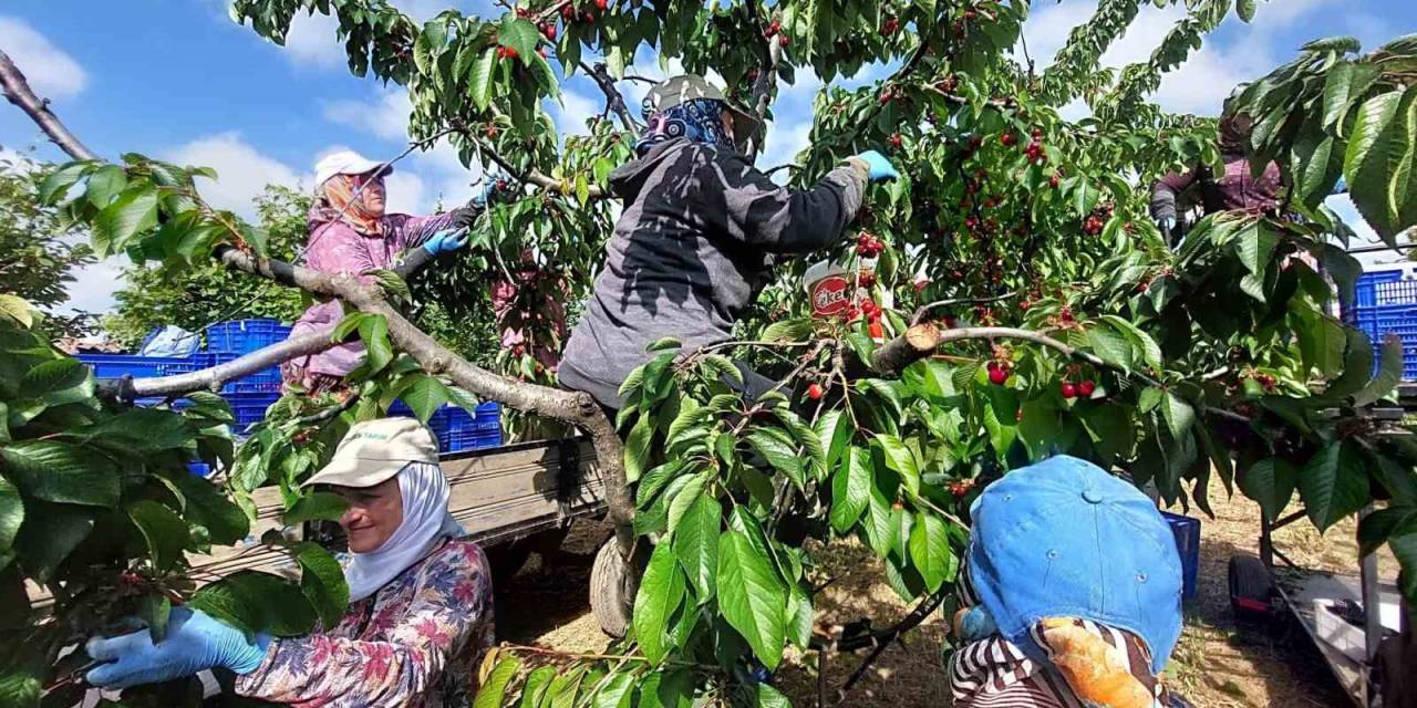 Adına Festivaller, Şenlikler Düzenlenen Kirazın Hasadı Başladı