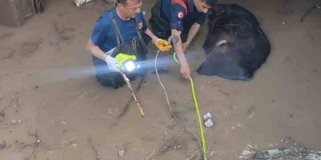 Iğdır’da Sulama Kanalına Düşen İnek Telef Oldu