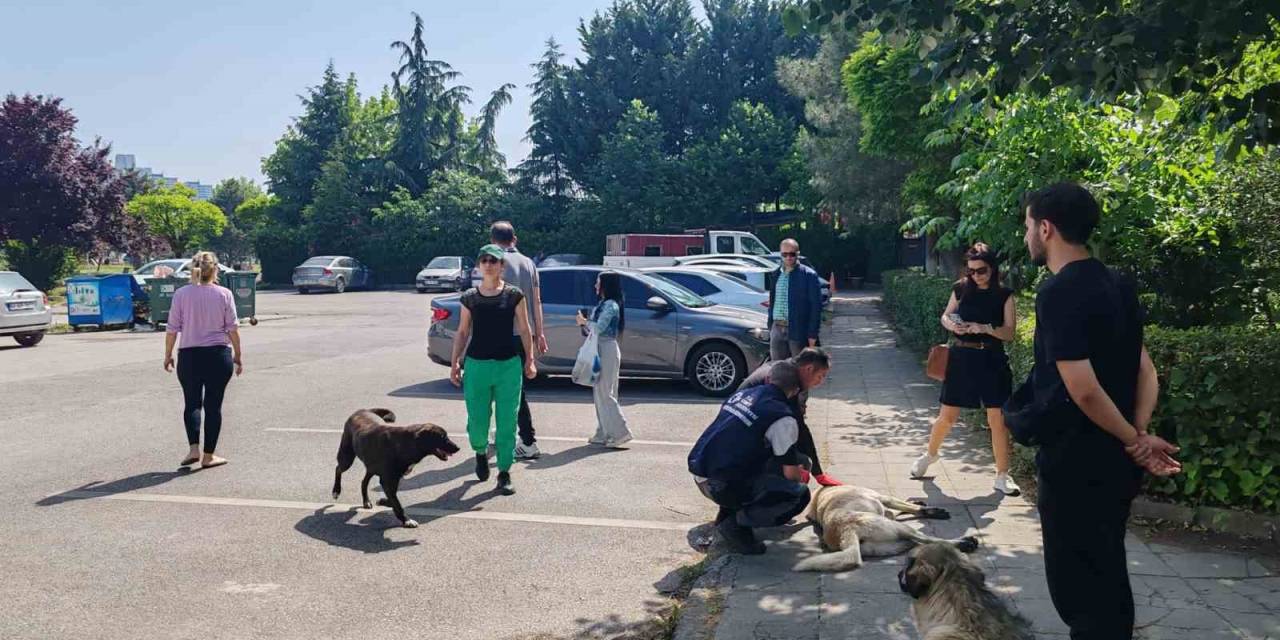Yahya Kaptan’daki Saldırgan Köpeklere Müdahale