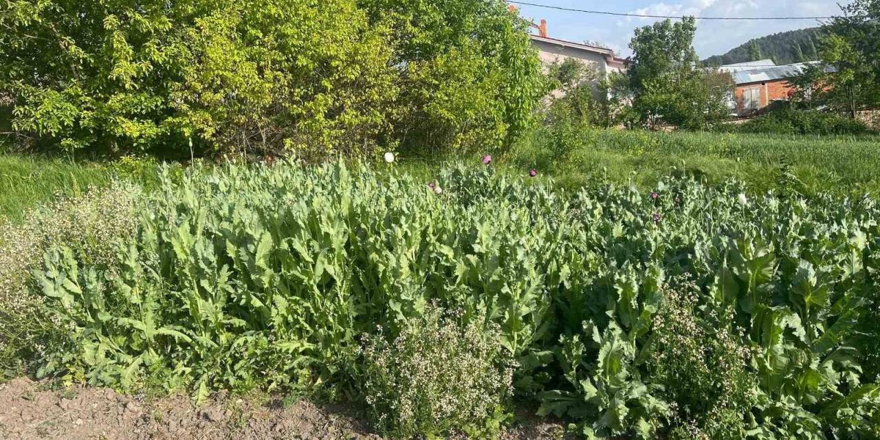 Jandarma İzinsiz Ekilen Haşhaşı İmha Etti