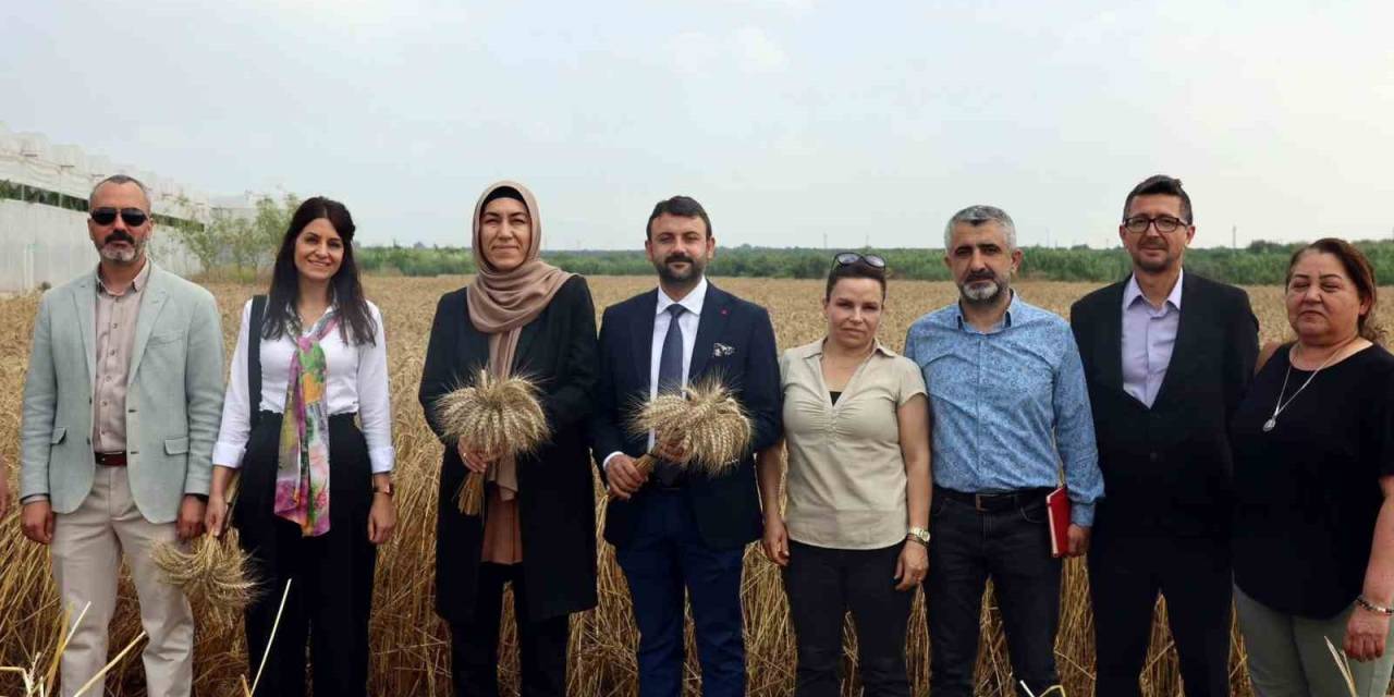 Akdeniz’de Ekmeklik Yakamoz Buğdayının Hasadı Yapıldı