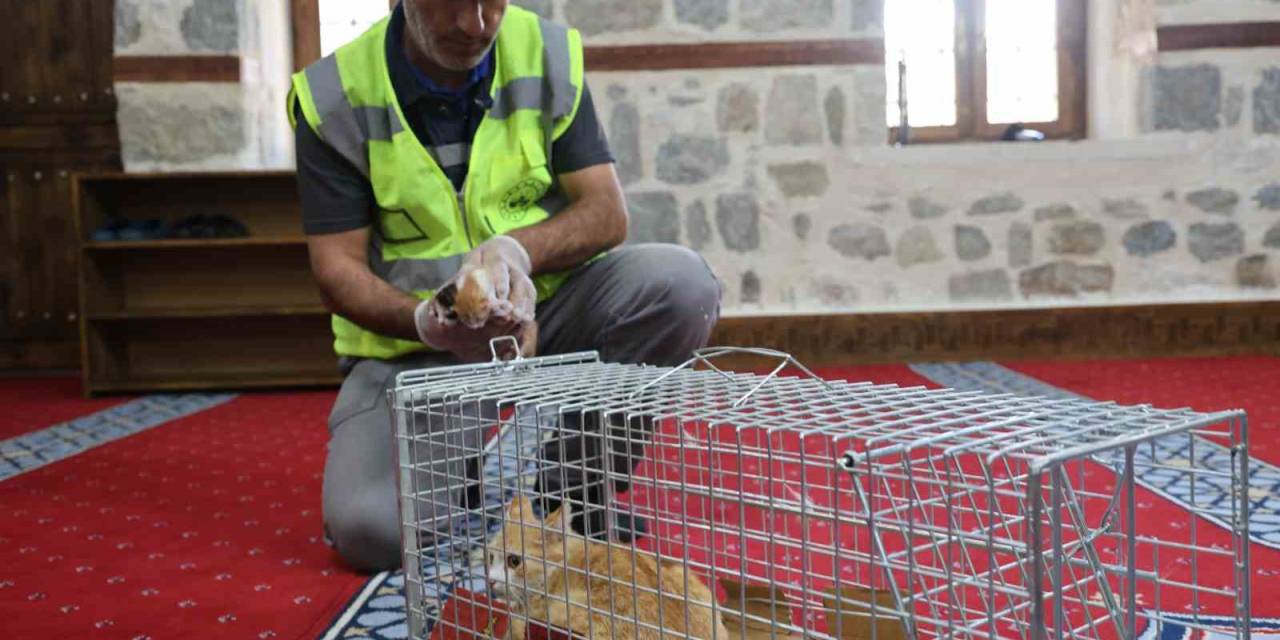 Kedi 500 Yıllık Caminin Minberinde Doğum Yaptı, Belediye Sahip Çıktı