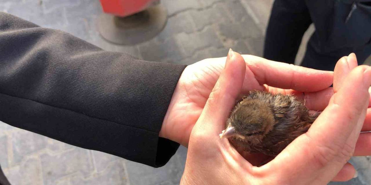 Tekirdağ’da Çatıdan Düşen Yavru Serçe Yuvasına Bırakıldı