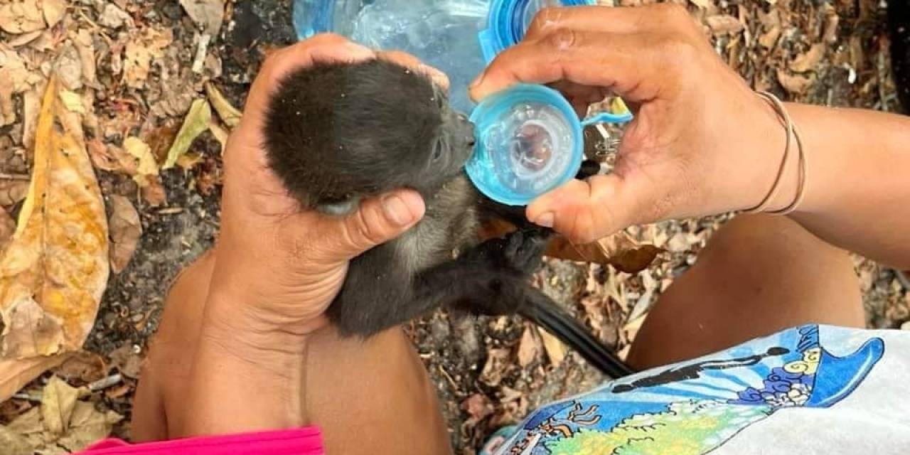 Meksika’da Aşırı Sıcaklar Nedeniyle 147 Maymun Telef Oldu