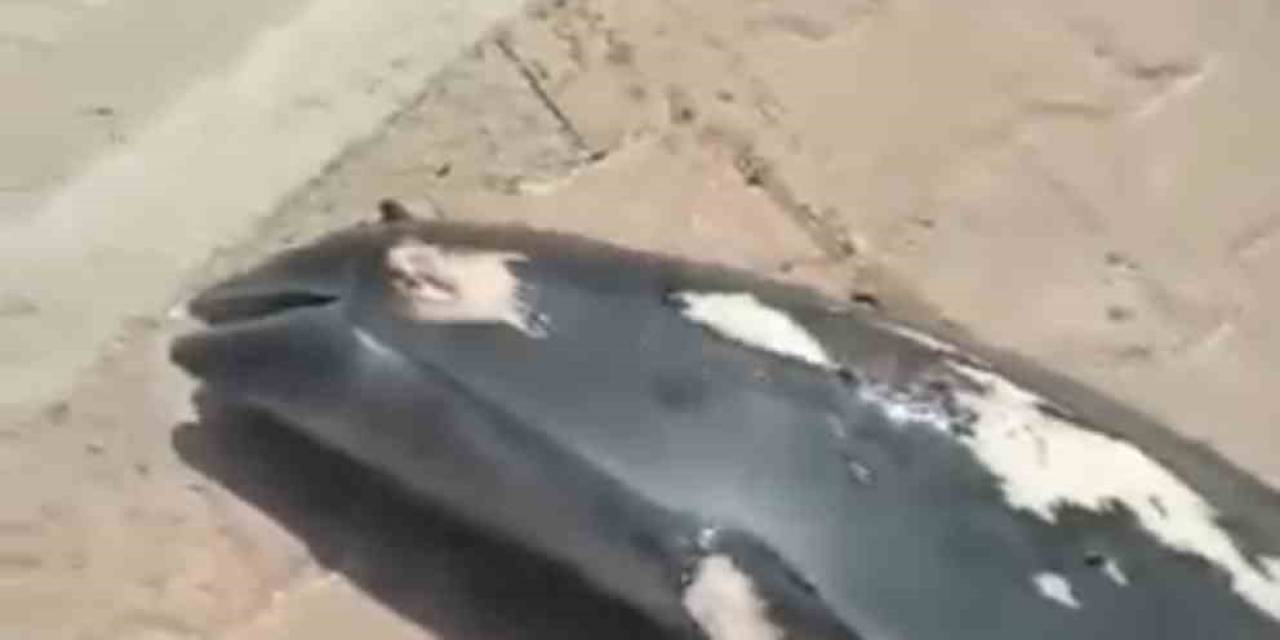 Bursa’da Denize Giren Çocuklar Ölü Yunus Balığı Buldu