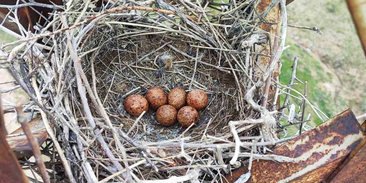 Vedaş Ekiplerinin Kuş Yuvası Hassasiyeti