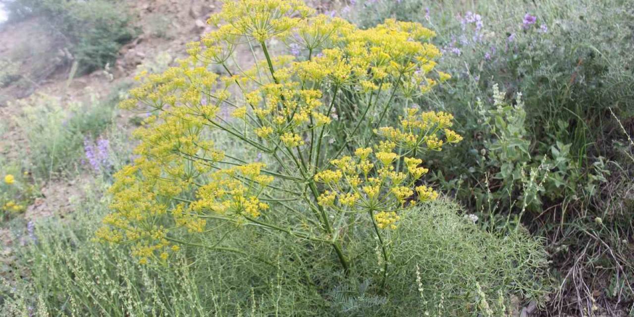 Çakşır Otu Projesi Ödül Aldı
