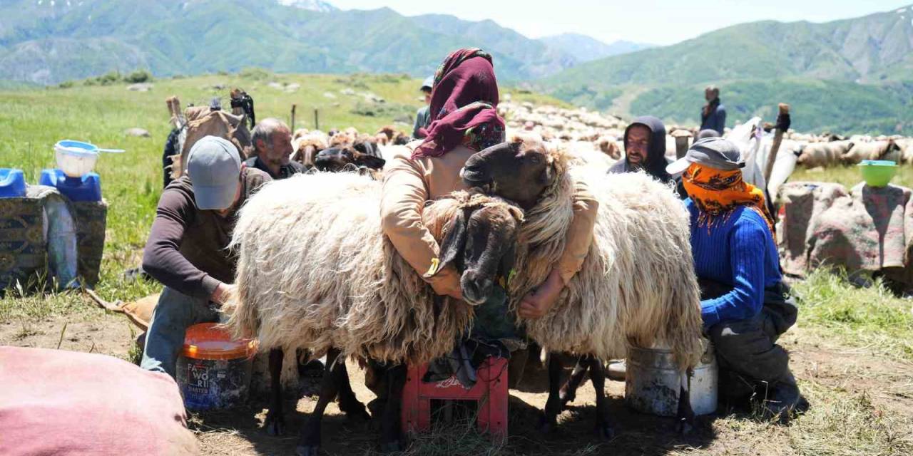 Muşlu Berivanlar İlk Süt Sağımına Başladı