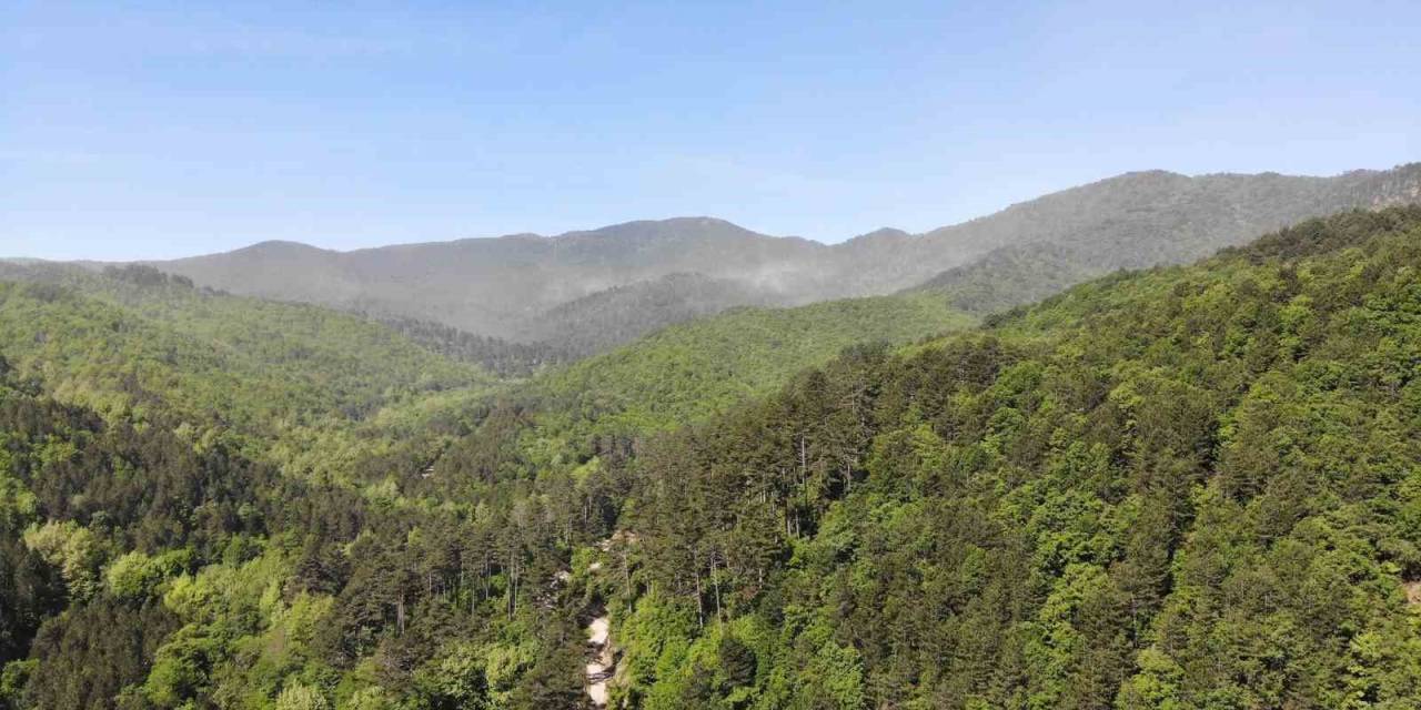 Çanakkale’de Ormanlık Alanlara Giriş Yasaklandı