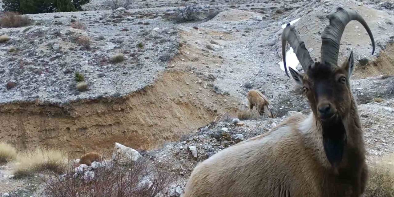 Yaban Hayvanları Fotokapana Yansıdı