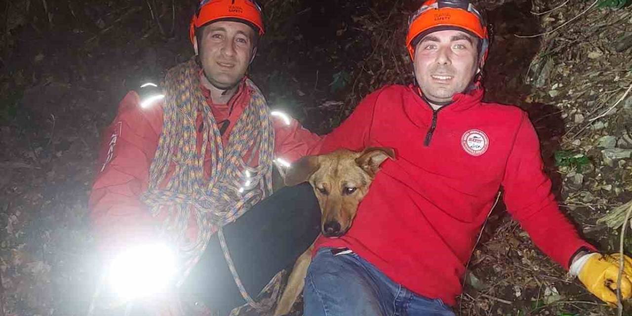 Uludağ’da Kayanın Üzerinde Mahsur Kalan Köpeğe Kurtarma Operasyonu
