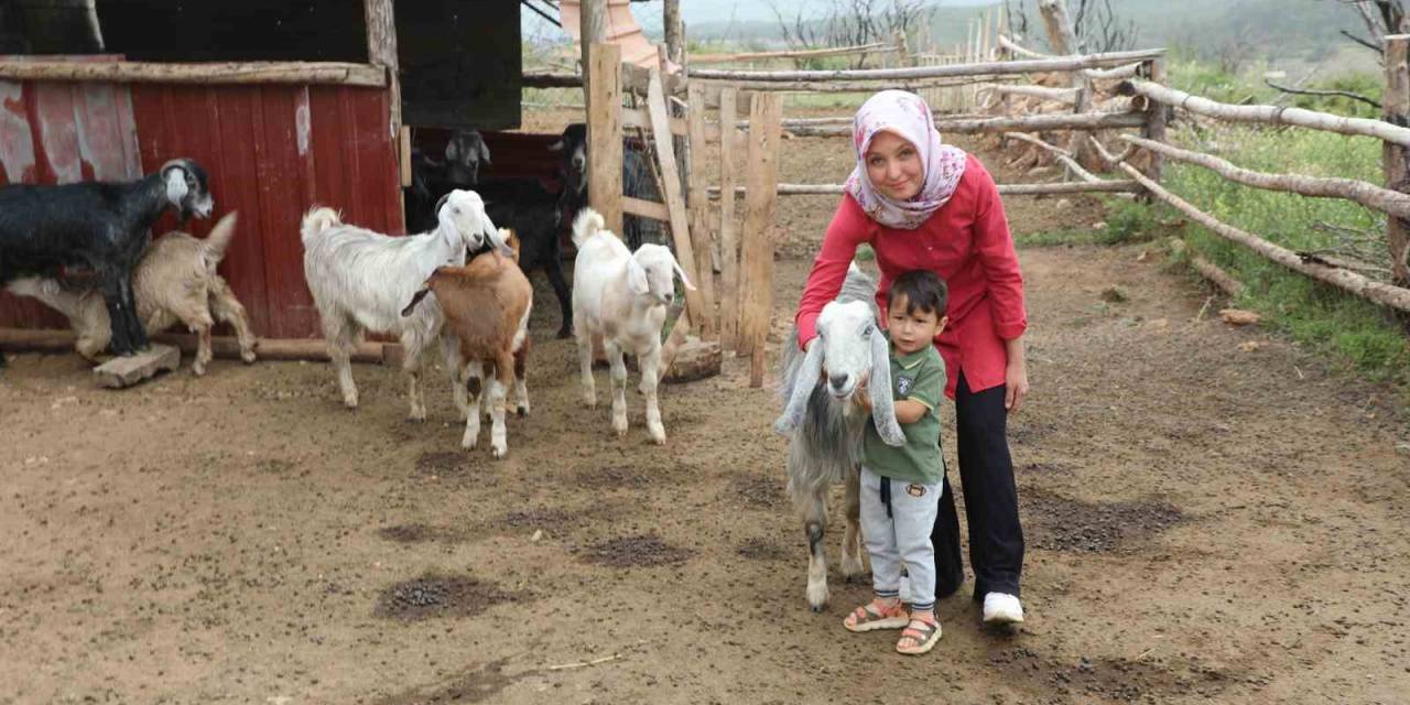 Muğla Büyükşehir ‘Kıl Keçisi Projesi’ Meyvelerini Vermeye Başladı