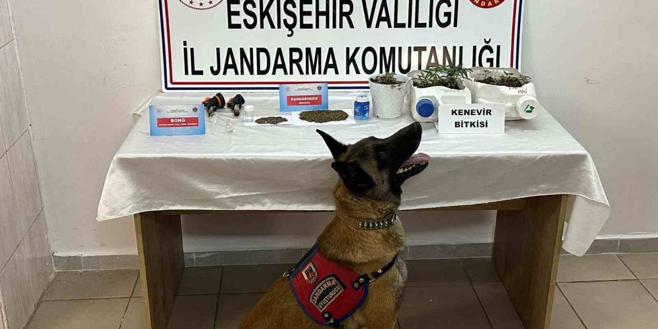 Kenevir Yetiştirip Uyuşturucu Satan Şahıslar Jandarma Tarafından Yakalandı