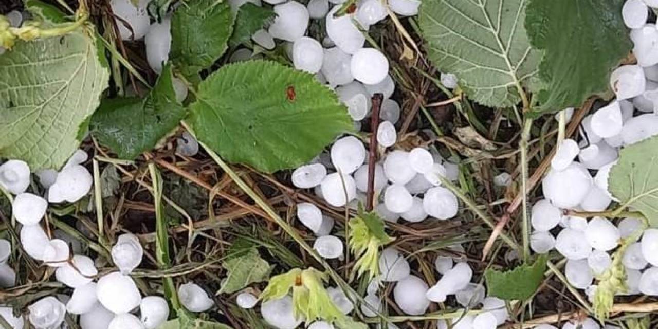 Sakarya’da Dolu Yağışı Etkili Oldu, Tarım Arazileri Zarar Gördü