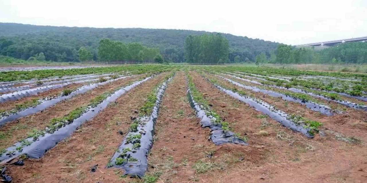 Hasadı Yapılıp Geliri Kız Öğrencilere Bağışlanacaktı: Çilek Tarlasını Talan Ettiler