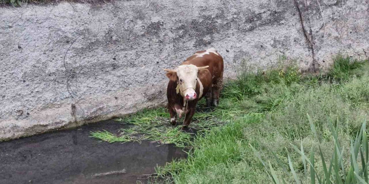 Ahırdan Kaçan Kurbanlık Ortalığı Birbirine Kattı