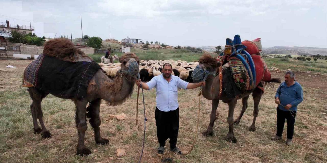Kurbanlık Develer 300 Bin Tl’den Kapış Kapış Satıldı