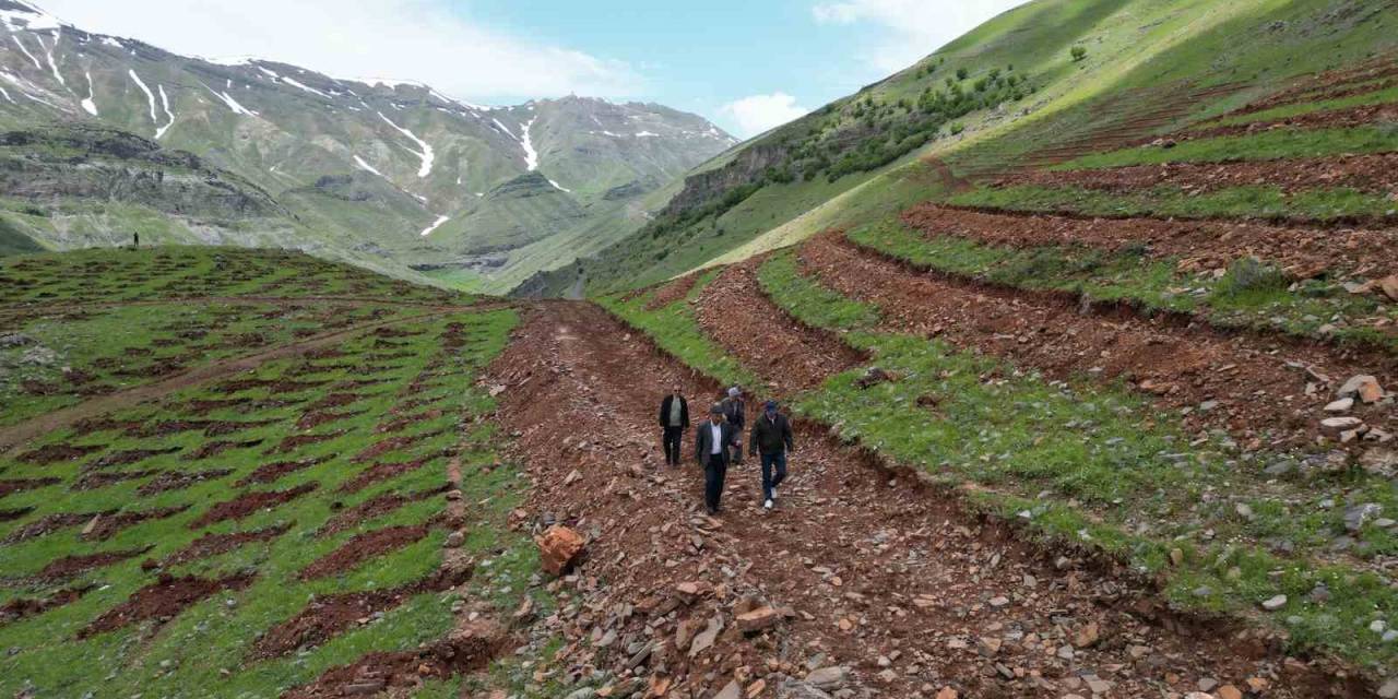 Şırnak’ta Terörün Bittiği Dağlar 70 Bin Fidanla Yeşillenecek