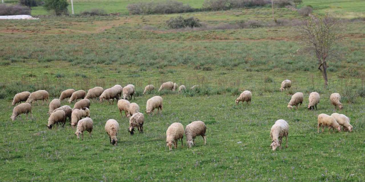 Aydın Valiliği Kurban Hizmetleri Komisyonu Toplandı