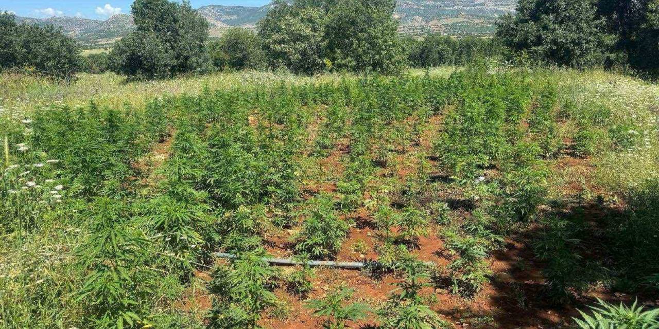 Diyarbakır’da 102 Bin Kök Kenevir Bitkisi Ele Geçirildi