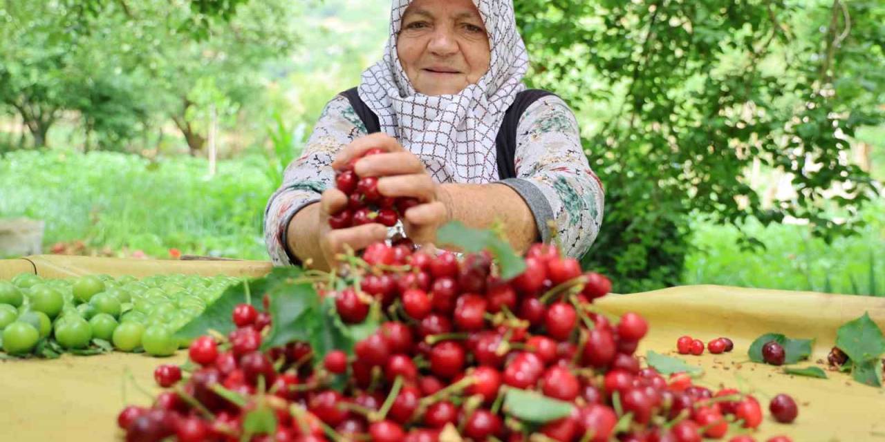 Aydın Dağları’nda Erkenci Kirazda Hasat Başladı