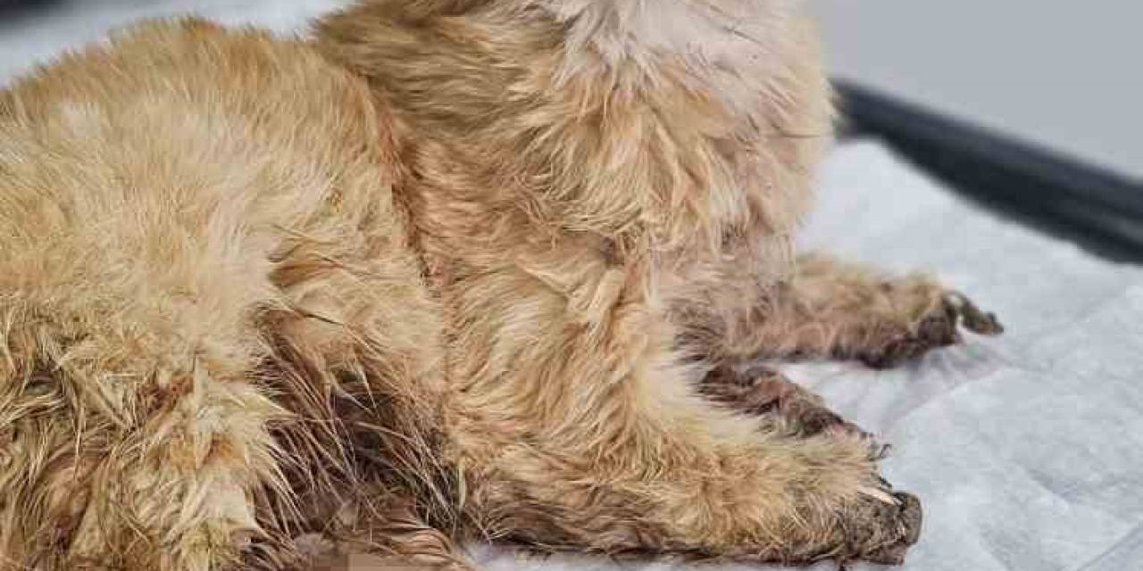 Kayseri’de Bacakları Kesilmiş Bir Kedi Bulundu