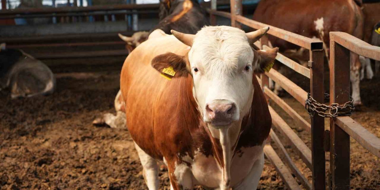 Adana’da Kurbanlık Fiyatları Belli Oldu