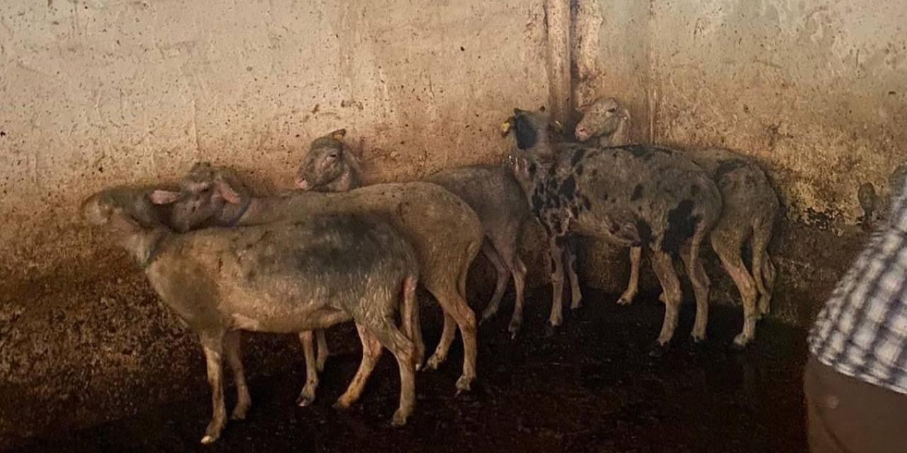 Koyunları İtfaiye Ekipleri Kurtardı