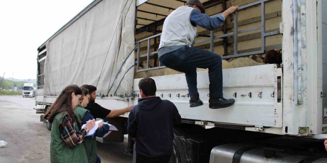 Erzincan’da Kurbanlık Sevkine Sıkı Denetim