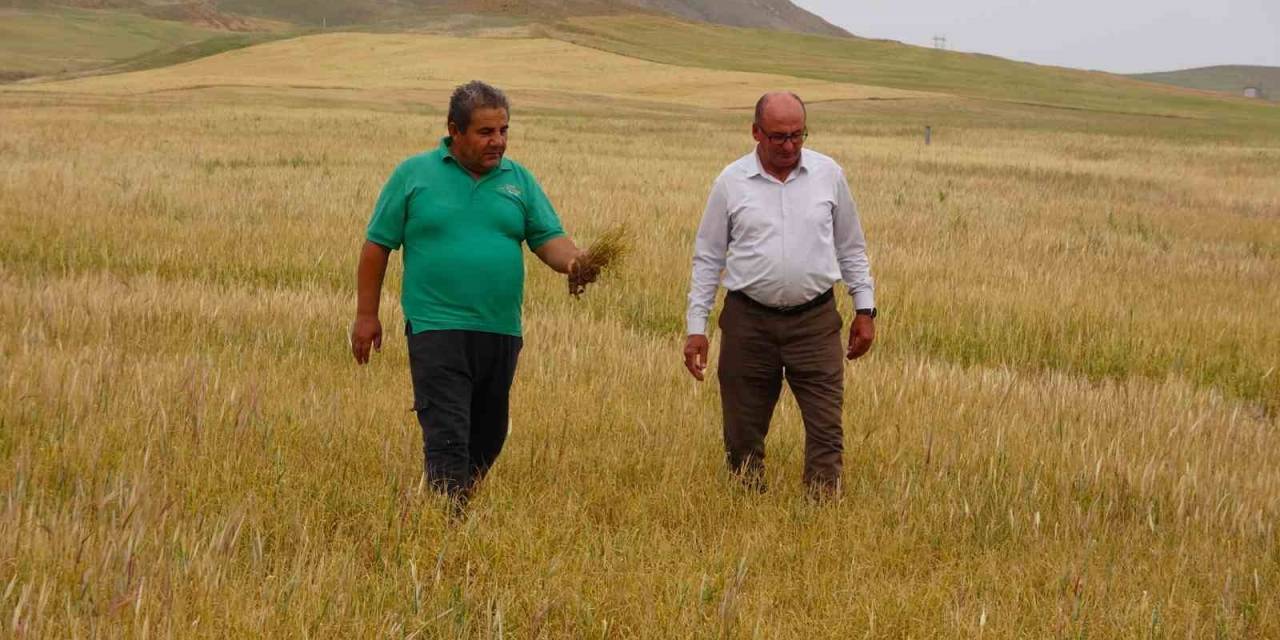 Kuraklık Çiftçiyi Vurdu, Sararıp Kuruyan Ekinler Hayvanlara Yem Olacak