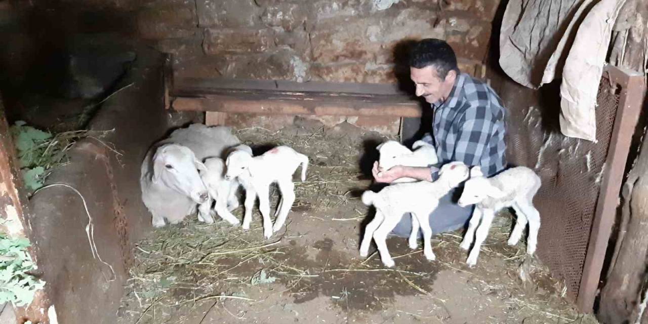 Bolu’da Bir Koyun Seferde Beşiz Doğurdu