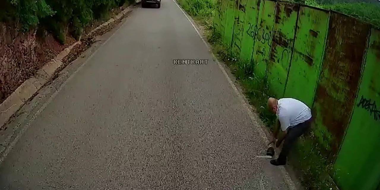 Otobüs Şoförü Kaplumbağayı Ezilmekten Kurtardı