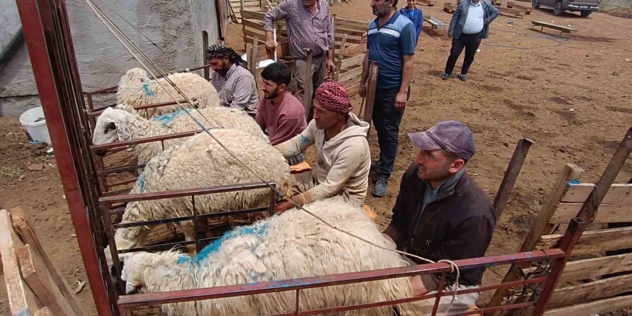 Hayvan Yetiştiricilerinin Zorlu Mesaisi