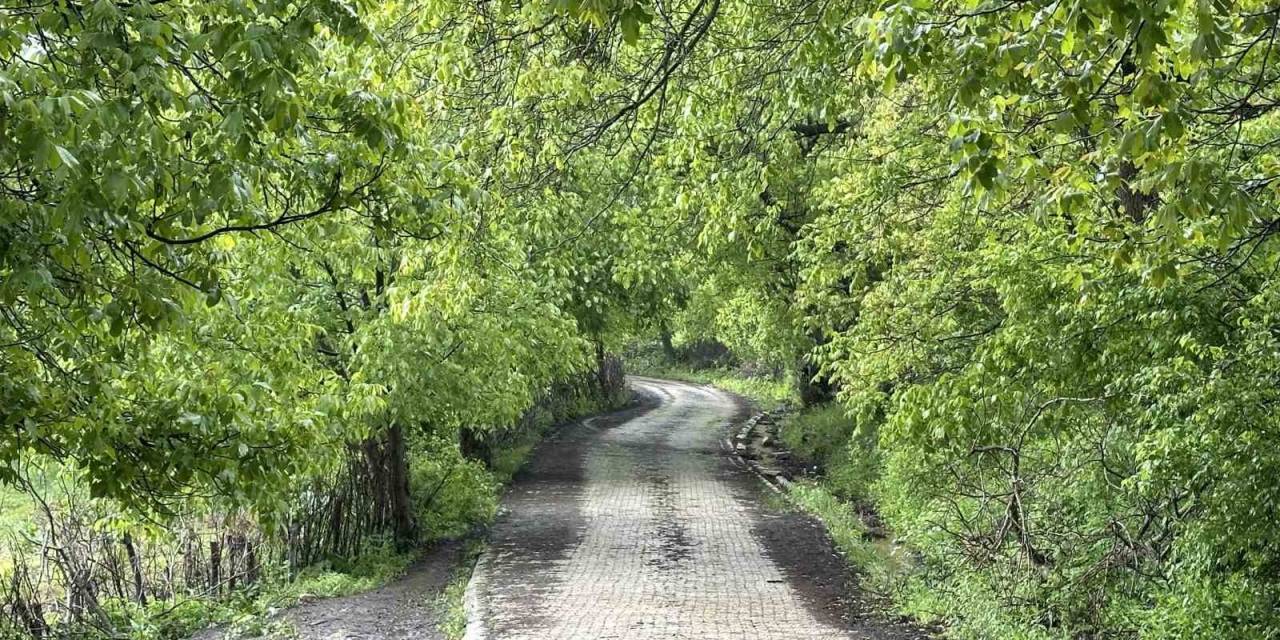 Şemdinli Yeşil Doğasıyla Karadeniz’i Aratmıyor