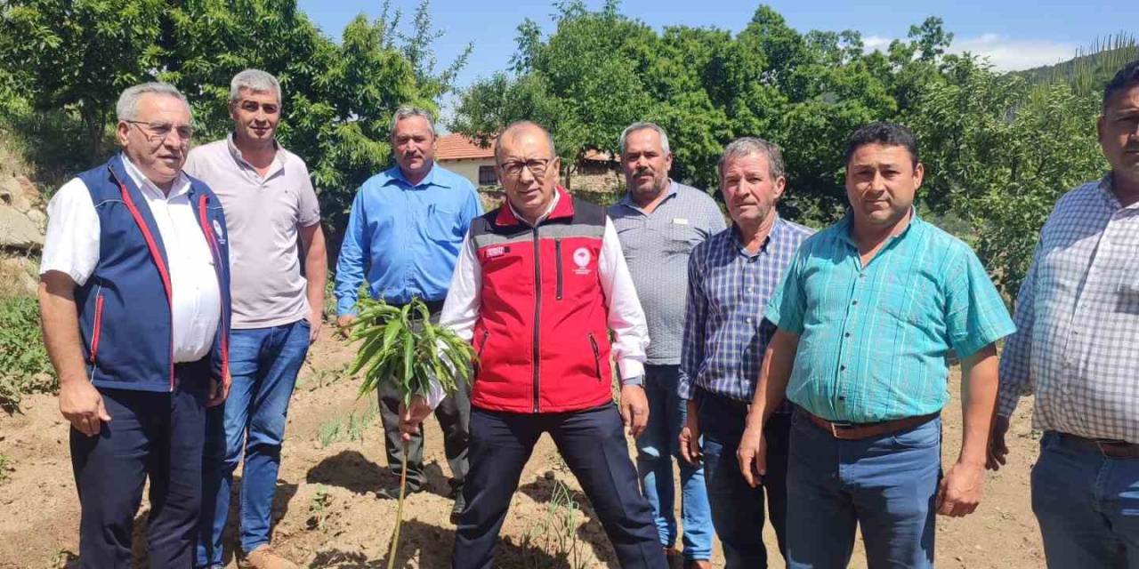 Aydın’dan 2023 Yılında 2 Bin 240 Ton Kestane Yurtdışına İhraç Edildi