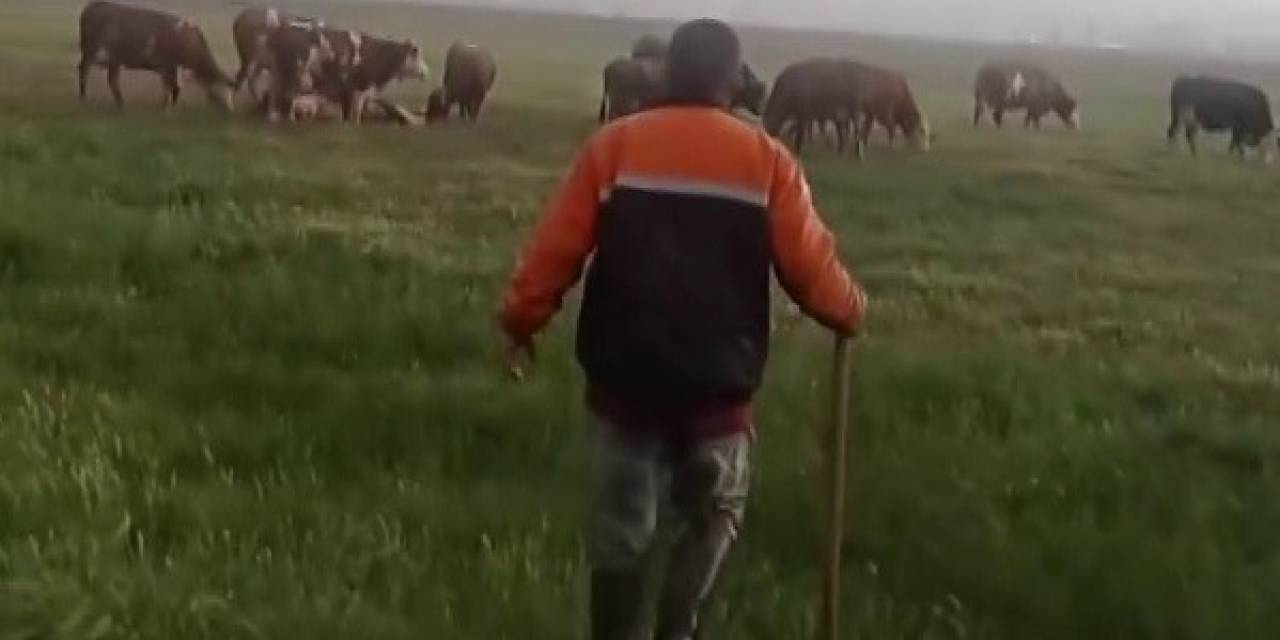 İneğe Yıldırım Çarptı, Diğerleri Başında Toplandı