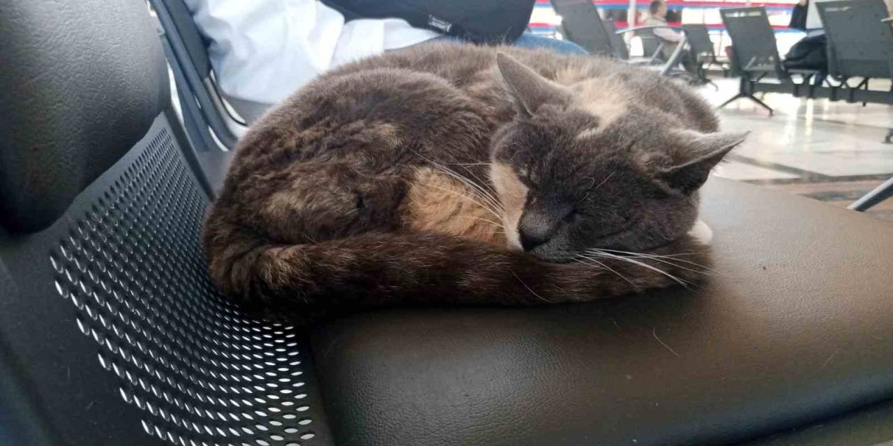 Sokak Gürültüsünden Kaçan Kedi Sessiz Gar Ortamında Uykusunu Aldı