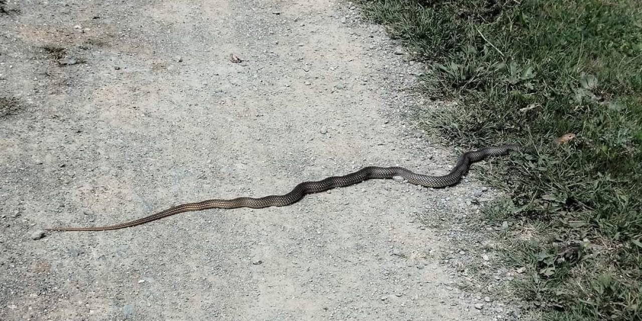 Taşköprü’de Sürekli Görülen Yılanlar Tedirgin Ediyor