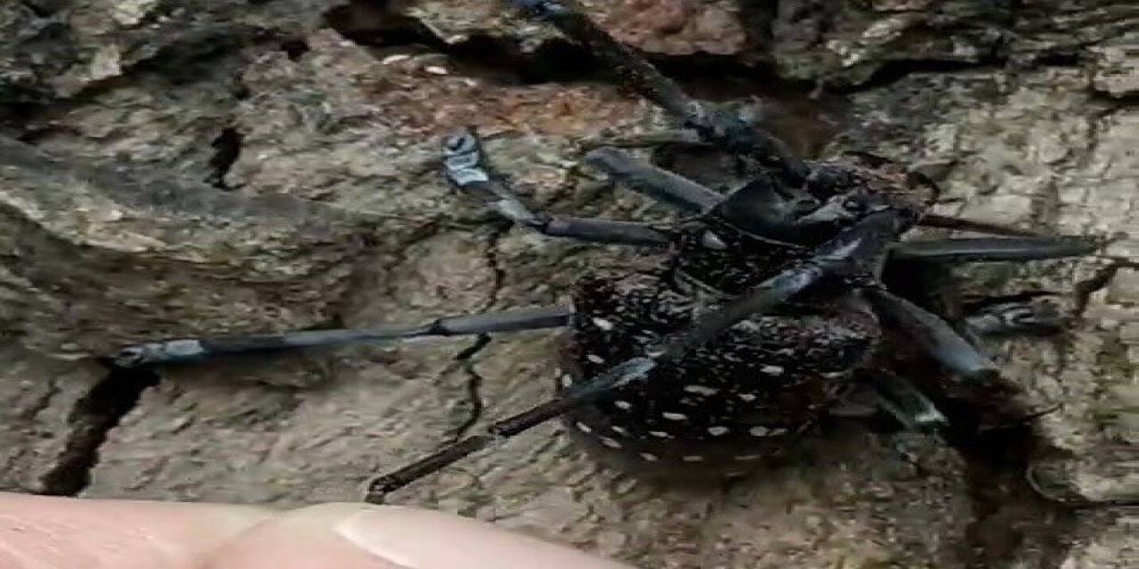 Köyceğiz’de Turunçgil Uzun Antenli Böceği’ne Dikkat Çekildi