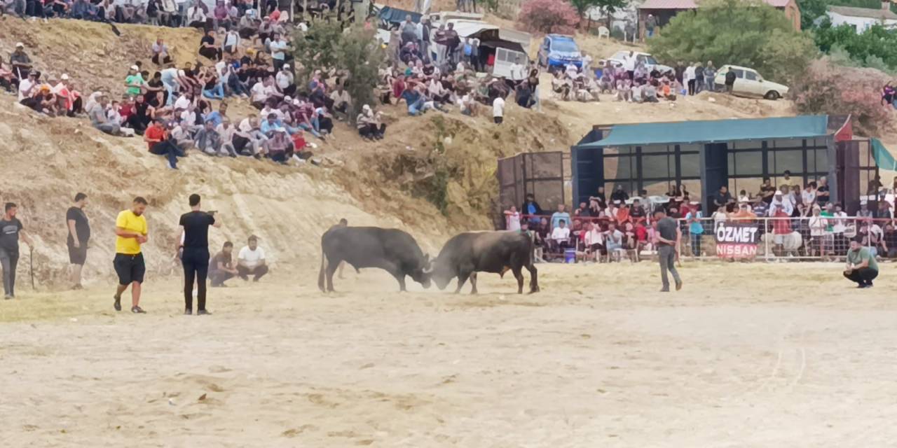 Söke’de Boğa Güreşi Heyecanı