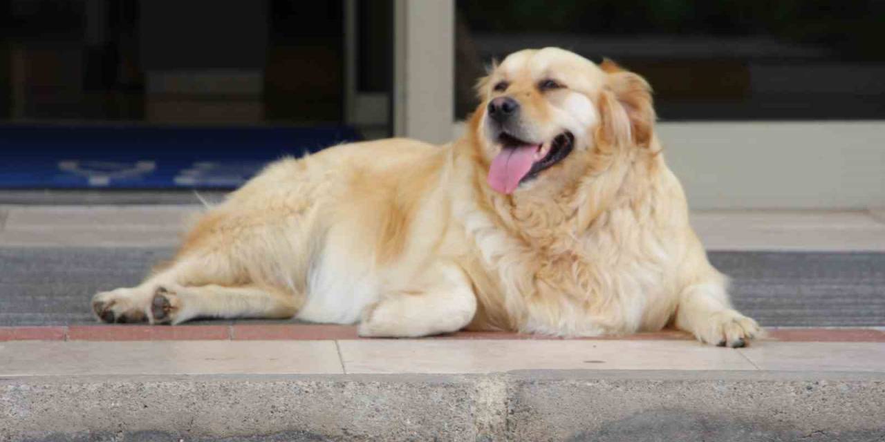 ‘Sokak Köpekleri İçin Umut Dolu Proje’