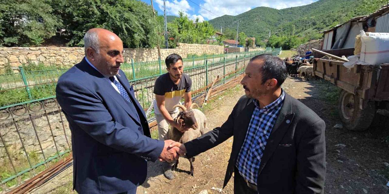 Ahırın Lideri Olan 4 Boynuzlu Koç, Son Başbakan Binali Yıldırım’a Hediye Edilecek