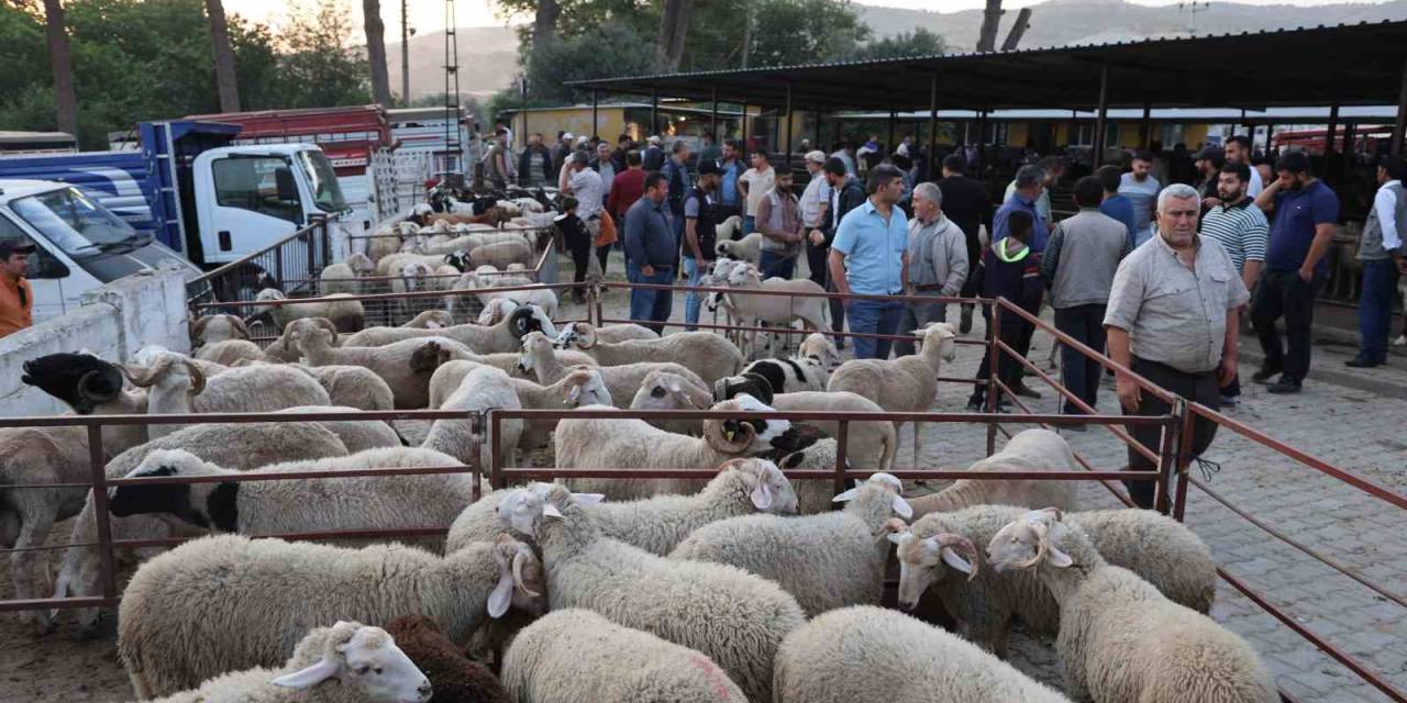 Aydın’da Kurbanlıklar Pazara İndi